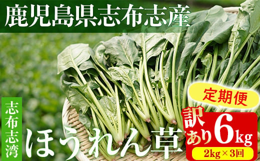 【定期便3回】【数量限定・訳あり】志布志湾ほうれん草(計6kg 2kg×3回) サラダ おひたし お味噌汁 スムージー ほうれん草 ジュース ほうれんそう t0036-005 1402821 - 鹿児島県志布志市