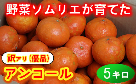 【訳あり・優品】野菜ソムリエ石児さんの「アンコール 5kg」 ミカン みかん 柑橘 5kg 訳あり 甘い 柑橘類 アンコール アンコールオレンジ フルーツ 3月 先行予約 ＜103-019_5＞ 224933 - 大分県杵築市