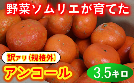 【訳あり・規格外品】野菜ソムリエ石児さんの「アンコール 3.5kg」 ミカン みかん 柑橘 3.5kg 訳あり 甘い 柑橘類 アンコール アンコールオレンジ フルーツ 3月 先行予約 ＜103-017_5＞ 243000 - 大分県杵築市