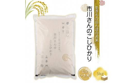 生きもの田んぼのお米　市川さんのこしひかり 令和6年産【7分つき米5kg】農薬・化学肥料・除草剤不使用　コメ　信州【 米 コメ 備蓄品 仕送り おすそ分け 備蓄米 長野県 佐久市 】