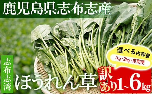 [選べる内容量][数量限定・訳あり]志布志湾ほうれん草(1kg or 2kg or 定期便) サラダ おひたし お味噌汁 スムージー ほうれん草 ジュース ほうれんそう