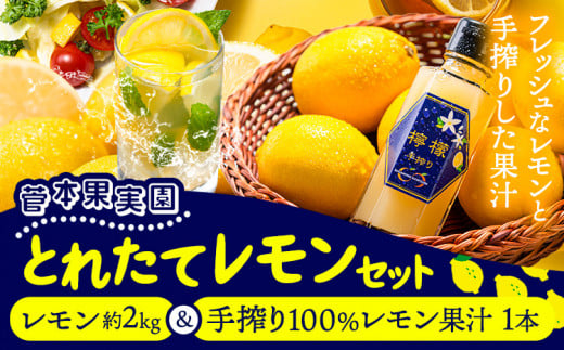 レモン 約2kg と 手搾り100％レモン果汁 1本 セット《12月中旬‐2月末頃出荷》熊本県 玉名郡 玉東町 菅本果実園 檸檬 レモンジュース レモネード はちみつレモン 1411590 - 熊本県玉東町