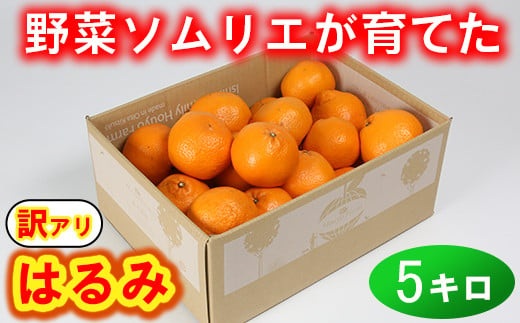 【訳あり・規格外品】野菜ソムリエ石児さんの「はるみ 5kg」 ミカン みかん 柑橘 5kg 柑橘類 はるみ 訳あり フルーツ 1月 2月 先行予約 ＜103-011_5＞ 643667 - 大分県杵築市