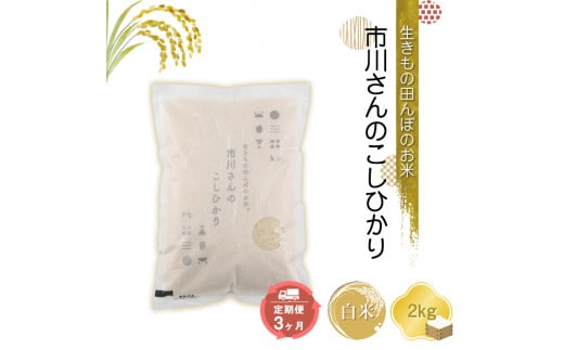 生きもの田んぼのお米　市川さんのこしひかり【白米２kg×定期便３カ月】農薬・化学肥料・除草剤不使用【 米 コメ 備蓄品 仕送り おすそ分け 備蓄米 長野県 佐久市 】 1411569 - 長野県佐久市