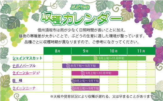 長野県須坂市のふるさと納税 [No.5657-2824]【数量限定】樹成甘熟シャインマスカット 約1kg（約1～2房）完熟！《信州グルメ市場》■2024年発送■※9月中旬頃～10月下旬頃まで順次発送予定