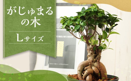 がじゅまるの木 Lサイズ 観葉植物 ゴムの木 ガジュマル 植物 プラント 園芸 ガーデニング インテリア お家時間 癒し インドアグリーン 熊本 益城町