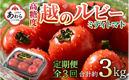 【先行予約】《定期便3回》高糖度 ミディトマト 越のルビー 約1kg 5パック（計約3kg） / 福井県産 ブランド トマト 福井県産ブランドトマト  農家直送 有機肥料 低農薬 完熟 甘い ※2024年9月下旬より順次発送 1403704 - 福井県あわら市