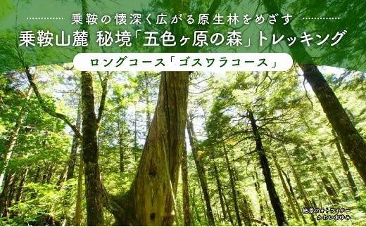 2023・24年度シーズン 乗鞍山麓 秘境「五色ヶ原」トレッキング  ロングコース「ゴスワラコース（所要8時間）」2名分  MK003