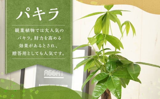 パキラ 観葉植物 植物 プラント 園芸 ガーデニング インテリア お家時間 癒し インドアグリーン 贈答 熊本 益城町