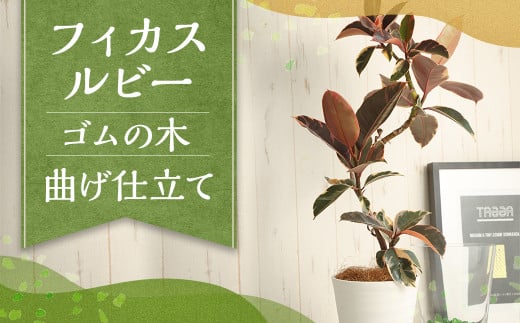 フィカスルビー(ゴムの木)曲げ仕立て 観葉植物 ゴムの木 ルビー 植物 プラント 園芸 ガーデニング インテリア お家時間 癒し インドアグリーン 熊本 益城町