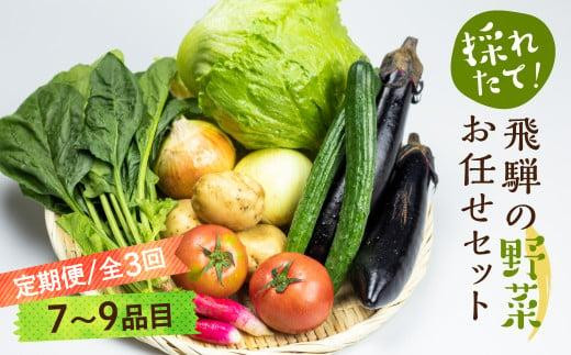 先行予約 《定期便》3ヶ月 飛騨の野菜 7～9点 野菜セット 3回 お届け 飛騨高山産 野菜  秋野菜 おまかせ お取り寄せ  産地直送 飛騨産 夏 秋  サラダ    GN101