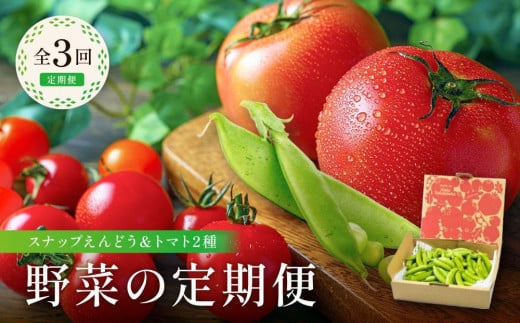 【先行予約／定期便 全3回】 野菜の定期便 （ スナップえんどう ＆ トマト2種）| トマト 大玉トマト ピッコラルージュ 産地直送 スナップ スナック えんどう 豆 とまと 旬の味 夏 秋 やさい 野菜 飛騨高山 新葉ファーム FV100