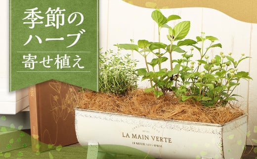 季節のハーブ寄せ植え ハーブ 苗 植物 プラント 園芸 ガーデニング インテリア お家時間 癒し 寄せ植え 熊本 益城町