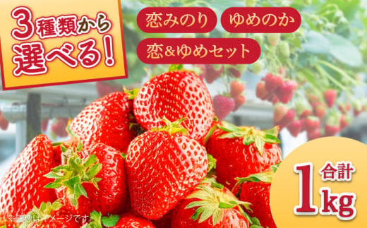 [10/28寄附金額見直し(値上げ)予定][2025年1月〜発送] いちご ゆめのか 250g × 4パック / イチゴ 苺 果物 フルーツ / 南島原市 / JA島原雲仙東南部基幹センター