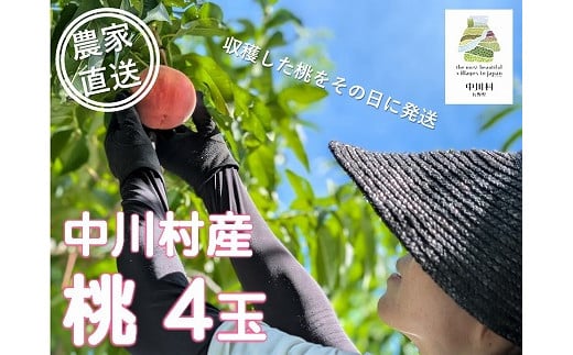 [農家直送]中川村の桃(あかつき)4玉