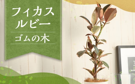 フィカスルビー(ゴムの木) 観葉植物 ゴムの木 ルビー 植物 プラント 園芸 ガーデニング インテリア お家時間 癒し インドアグリーン 熊本 益城町