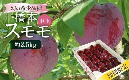 【数量限定/先行予約】幻の希少品種 橋本スモモ 約2.5kg（35個前後入り）| 8月上旬～順次発送 中玉 すもも プラム 果物 フルーツ 甘酸っぱい 希少 産地直送 旬 飛騨高山 山本果樹園 MA004