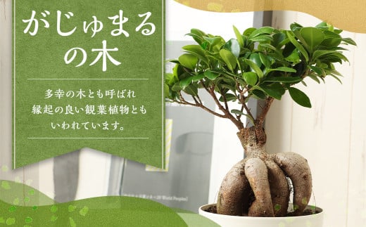 がじゅまるの木 観葉植物 ゴムの木 ガジュマル 植物 プラント 園芸 ガーデニング インテリア お家時間 癒し インドアグリーン 熊本 益城町