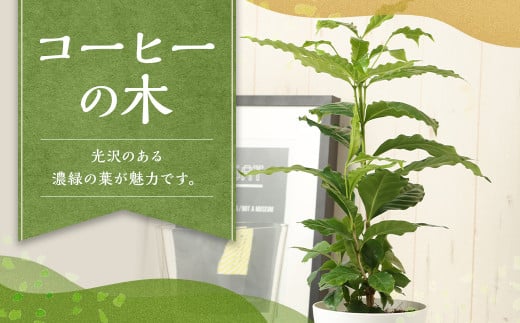 コーヒーの木 観葉植物 植物 プラント 園芸 ガーデニング インテリア お家時間 癒し インドアグリーン 熊本 益城町