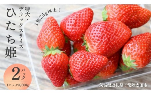 【 2026年 先行予約 】  ひたち姫 ( 約300g × 2パック ) 特大 ・ デラックスサイズ （茨城県共通返礼品／常陸太田市） 2026年1月から発送開始 フルーツ 苺 イチゴ いちご 新鮮 朝採れ 茨城県 桧山FRUITFARM [DY022sa]