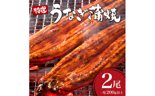 うなぎ蒲焼き 400g (200g×2尾) / 国産 蒲焼き 長焼き ウナギ 鰻 蒲焼 冷凍 贈答 うなぎ