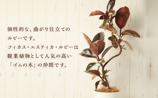 フィカスルビー（ゴムの木）曲げ仕立て 観葉植物 ゴムの木 ルビー 植物 プラント 園芸 ガーデニング インテリア お家時間 癒し インドアグリーン  熊本 益城町|合同会社たべたせいか