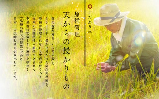 2023年産 令和5年度産】 龍の瞳 いのちの壱 ブランド米 白米 お米 米 飛騨産 (高山市産) 2kg×8 株式会社龍の瞳 ML018 -  岐阜県高山市｜ふるさとチョイス - ふるさと納税サイト