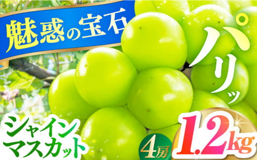 【2024年8月発送】糖度18度以上！長崎県産シャインマスカット 1.2kg 種無し 長崎県/長崎果匠 [42AABK011]　ぶどう マスカット 種なし 高糖度 しゃいんますかっと フルーツ 1411677 - 長崎県長崎県庁