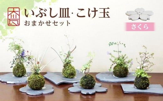 いぶし皿（さくら）・こけ玉おまかせ　セット 788620 - 香川県坂出市