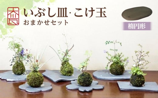 いぶし皿（楕円形）・こけ玉おまかせ　セット 788624 - 香川県坂出市