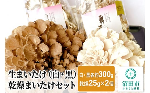 生まいたけ（白・黒）各約300g＋乾燥まいたけ25g×2個 セット