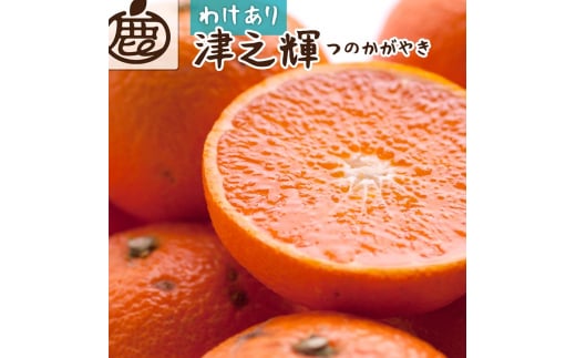 [2月より発送]家庭用 津之輝1kg+250g(傷み補償分)つのかがやき|わけあり・訳あり[光センサー選別] | 柑橘 フルーツ 果物 濃厚 春 旬 和歌山 先行予約 選べる 国産 美浜町 ※北海道・沖縄・離島への配送不可 ※2026年2月上旬〜4月中旬頃に順次発送予定