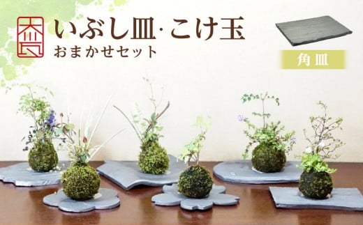 いぶし皿（角皿）・こけ玉おまかせ　セット 788625 - 香川県坂出市