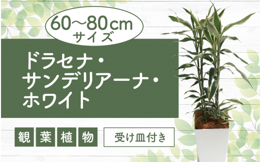 【観葉植物】ドラセナ・サンデリアーナ・ホワイト60cm～80cm(Green Base/014-1743) 観葉 植物 インテリア 鉢植え グリーン  自然 美しい 清涼感 園芸 室内 リラックス おしゃれ 鹿児島 指宿 いぶすき ドラセナ サンデリアーナ ミリオンバンブー 初心者 育て ...