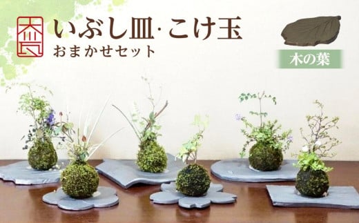 いぶし皿（木の葉）・こけ玉おまかせ　セット 788623 - 香川県坂出市