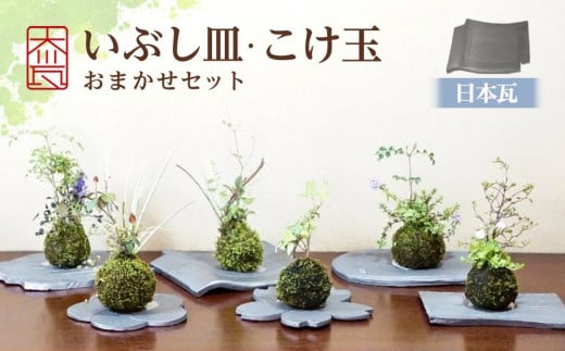 いぶし皿（日本瓦）・こけ玉おまかせ　セット 788622 - 香川県坂出市