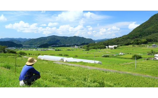 兵庫県上郡町のふるさと納税 ＜ファイン＞金のしじみウコン牡蠣肝臓エキス x 4個セット【1280647】