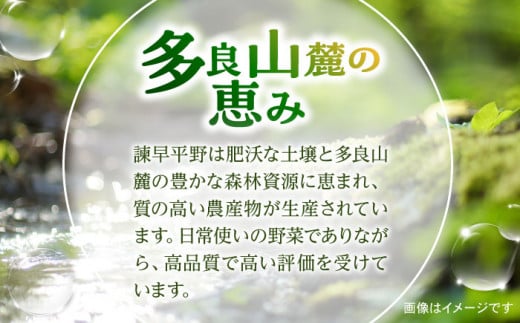 諫早のんのこ彩菜 詰め合わせ 10～12品目 季節 旬 野菜 やさい 春野菜 夏野菜 秋野菜