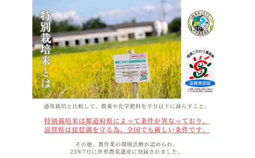 【 新米予約 】 コシヒカリ 無洗米 5kg x 2袋 縁起の竜王米 ( 令和6年産 先行予約 新米 無洗米 10kg おこめ ごはん 米 特別栽培米  ブランド米 ライス こだわり米 ギフト 国産 滋賀県竜王町 )|270年お米作り一筋「十代目松治」