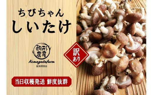 【訳あり】【当日収穫発送・鮮度◎】駒形農産のちびちゃん生しいたけ　1.9ｋｇ　椎茸　しいたけ　菌床椎茸　生椎茸　シイタケ　きのこ　キノコ　はねだし　アウトレット 1413832 - 新潟県南魚沼市