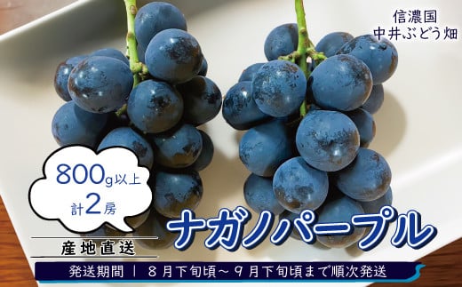 産地直送!朝採りナガノパープル 800g以上 (計2房)[信濃国 中井ぶどう畑] 2024年発送 ※8月下旬頃〜9月下旬頃まで順次発送予定