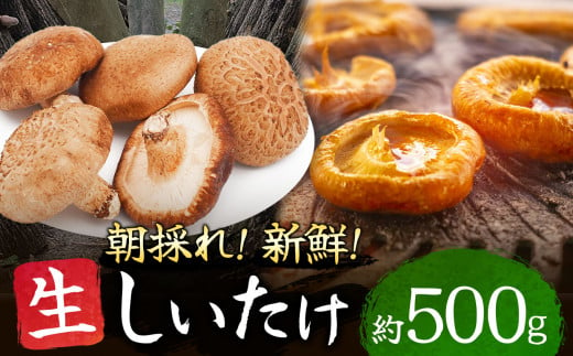 朝どれ 新鮮 生しいたけ 約500g | 山菜 野菜 きのこ キノコ しいたけ シイタケ 椎茸 生シイタケ 生椎茸 しんせん 熊本県 玉名市 1415950 - 熊本県玉名市