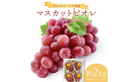 2024年10～11月発送お土産マスカットビオレ2kg箱［029-a002］ 1418200 - 岡山県鏡野町