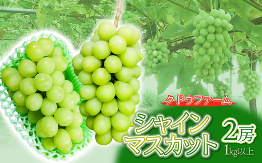 【令和6年産】シャインマスカット 2房（1kg以上）　クドウファーム 1417236 - 山形県鶴岡市