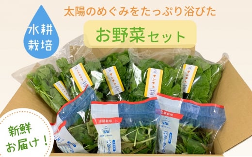 [№5359-0019]水耕野菜セット（3～5種類10パック程） 1627365 - 兵庫県播磨町