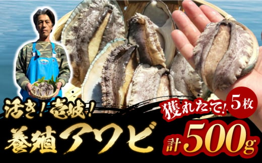 国産養殖アワビ 活き！壱岐！アワビ 計500g（約100g×5枚）《壱岐市》【住吉水産】アワビ 鮑 養殖 貝 海産物 魚介 魚貝 産地直送 お刺身 冷蔵発送 [JDQ007] 1413635 - 長崎県壱岐市