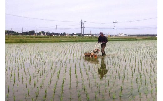 石川県宝達志水町のふるさと納税 【期間限定発送】 米 令和6年 ひゃくまん穀 精米 5kg [みどりの波 石川県 宝達志水町 38601066] お米 こめ コメ 5キロ 白米 ひゃくまんごく 美味しい