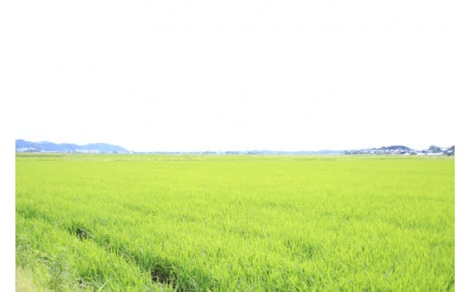 石川県宝達志水町のふるさと納税 【期間限定発送】 米 令和6年 ひゃくまん穀 精米 5kg [みどりの波 石川県 宝達志水町 38601066] お米 こめ コメ 5キロ 白米 ひゃくまんごく 美味しい