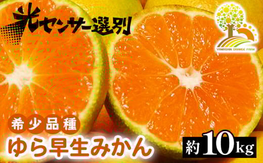 ゆら早生 みかん 濃厚な味わい 約10kg 希少品種《有機質肥料100％》極早生 ｜ 由良 ゆら 早生 わせ 柑橘 果物 くだもの フルーツ 和歌山 有田 ※2025年10月上旬～10月下旬頃に順次発送予定 ※北海道・沖縄・離島への配送不可