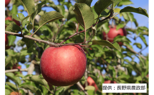 003-001 限定30箱! < 果実 > ふじりんご 1箱(5kg) 723830 - 長野県下諏訪町